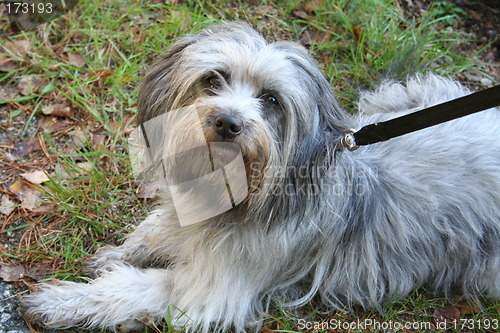 Image of Dog laying down
