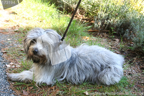 Image of Dog in position