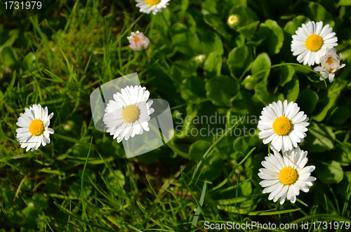 Image of Closeup of sun flowers like daisy. Romantic lovely 