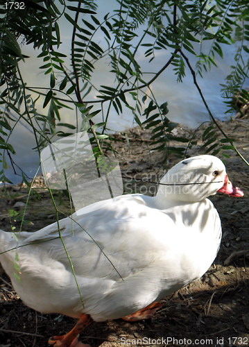 Image of Duck alone. Nicosia. Cyprus