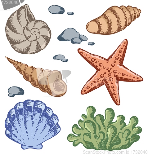 Image of Sea shells drawings 1