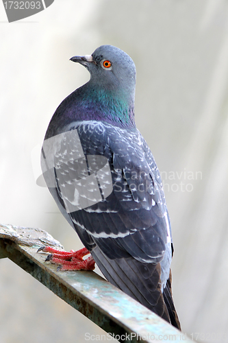 Image of One grey pigeon 