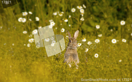 Image of Wild Rabbit