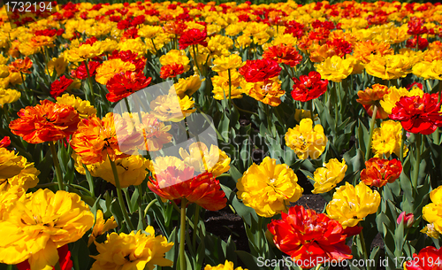 Image of Field of tulips