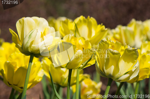 Image of Flower in bloom