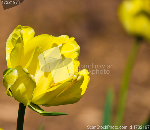 Image of Flower in bloom