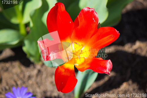 Image of Flower in bloom
