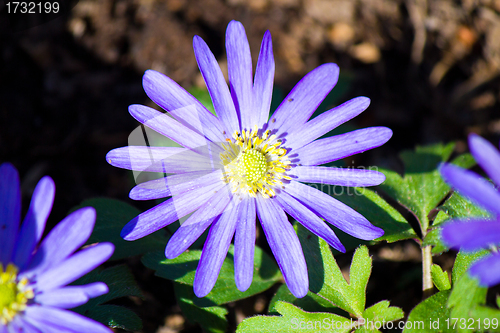 Image of Flower in bloom