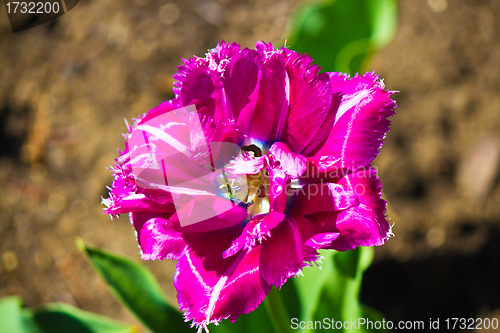 Image of Flower in bloom