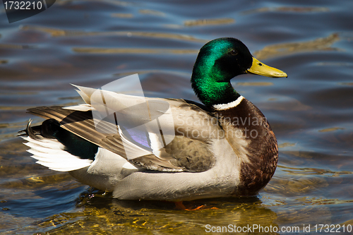 Image of Male Mallard Duck