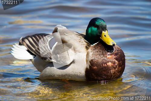 Image of Male Mallard Duck