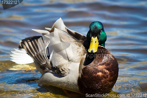 Image of Male Mallard Duck