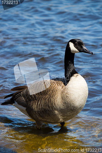 Image of Canadian goose  