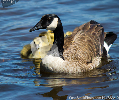 Image of Canadian goose swimming with their young.