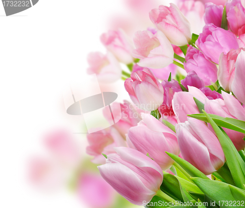 Image of Tulips