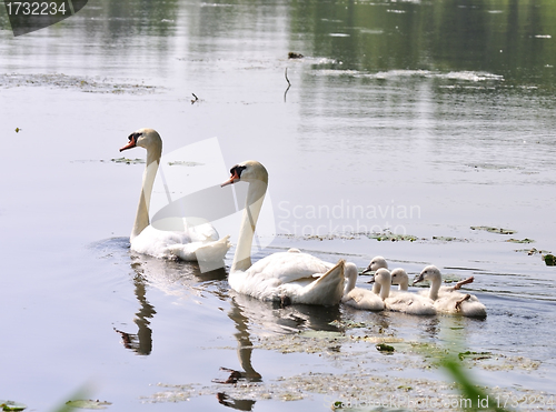 Image of Swan Family