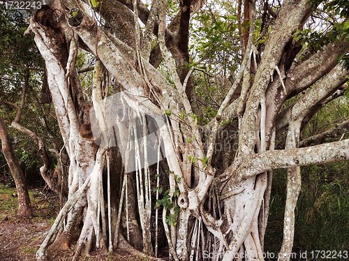 Image of Tropical Tree