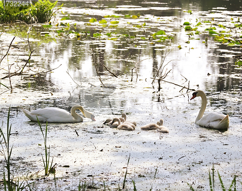 Image of Swan Family