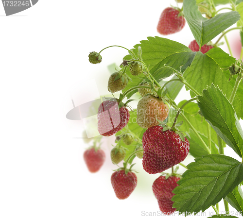 Image of Strawberry