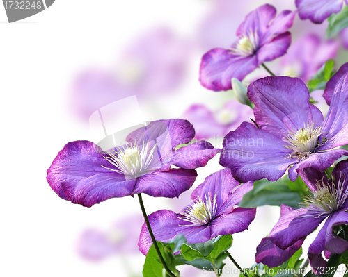 Image of Clematis Flowers