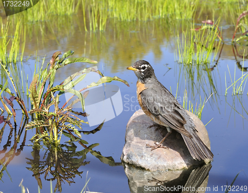 Image of American Robin