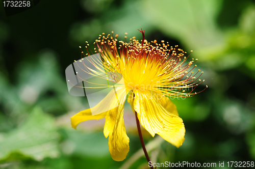 Image of Wild yellow flower