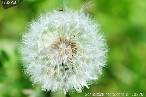 Image of Dandelion