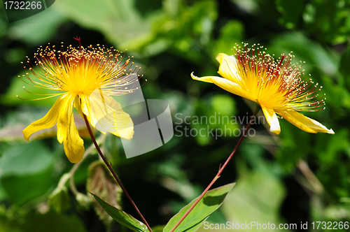 Image of Wild yellow flowers