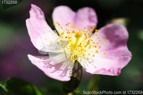 Image of Wild pink flower