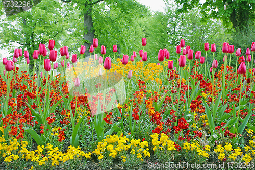 Image of A closeup of tulips, blooming in a garden. Colorful flowers 