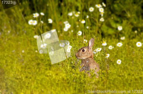 Image of wild rabbit 2