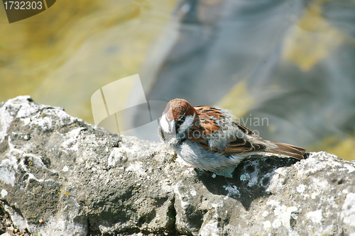 Image of small song thrush in rock at day 