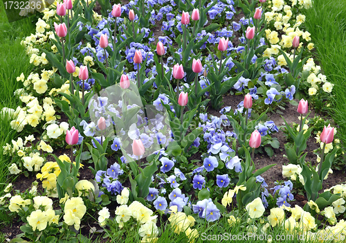 Image of Park flower garden. multi-colored pansy and tulips 