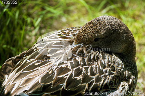 Image of Duck