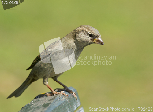 Image of House sparrow