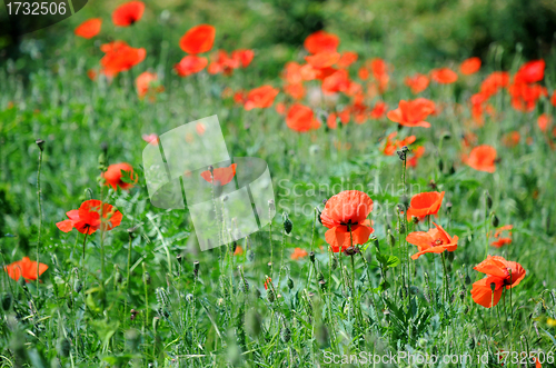 Image of Poppies