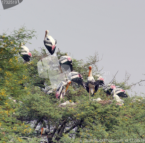 Image of treetop and storks