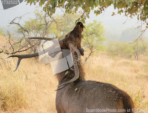 Image of deer in India