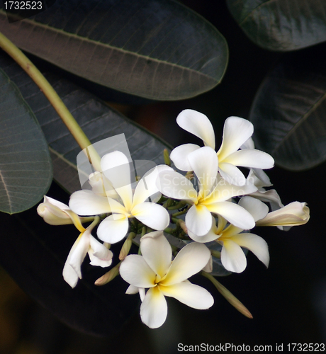 Image of white flower detail