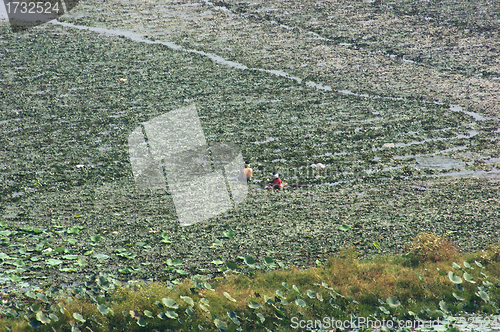 Image of wet field and farmers