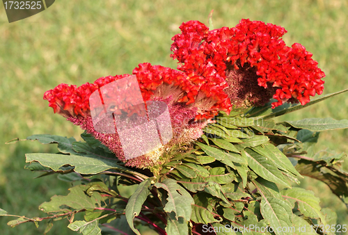 Image of Celosia flower in India
