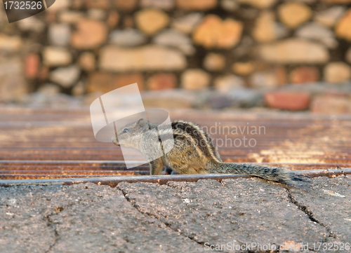 Image of Chipmunk