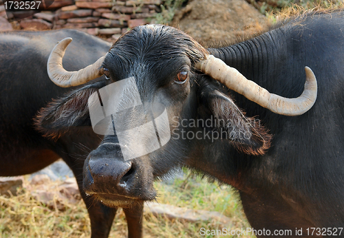 Image of cattle in India
