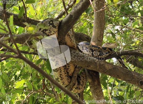 Image of indian python