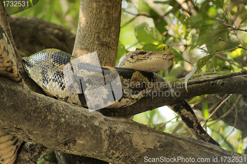 Image of indian python