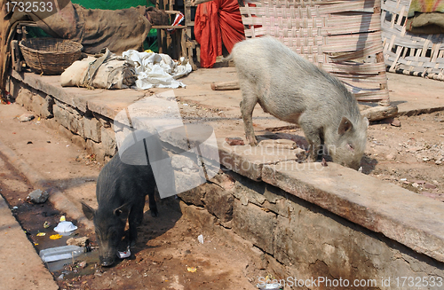 Image of pigs in India
