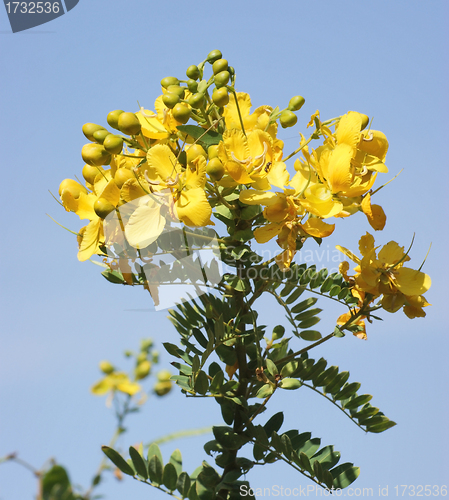 Image of yellow flower detail