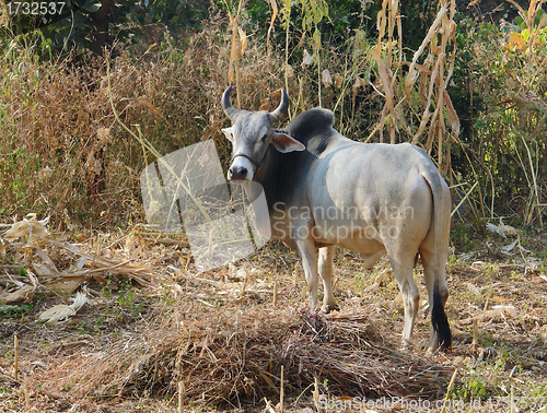 Image of cattle in India