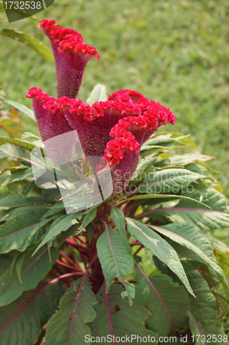 Image of Celosia flower in India