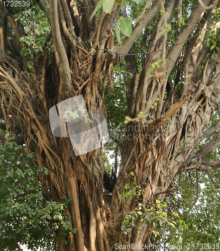 Image of tree in India